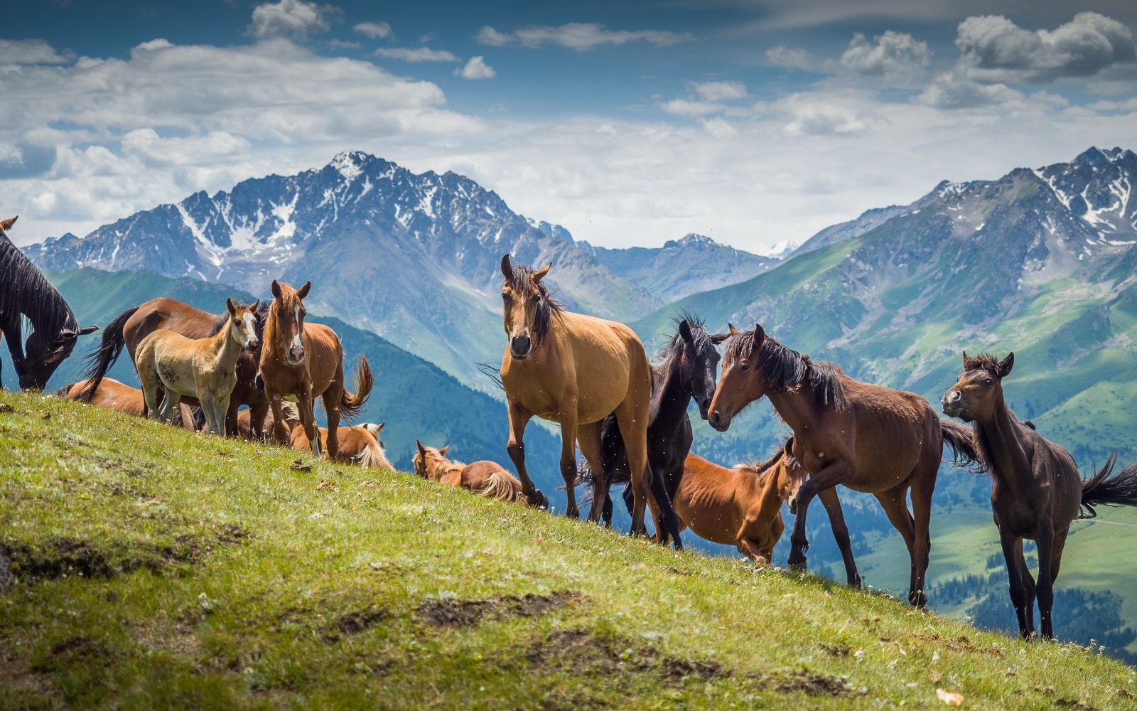 Wild-horses-Jyrgalan-Valley-Kyrgyzstan